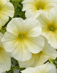 surfinia light yellow