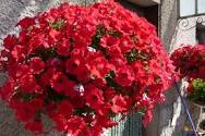 surfinia rouge