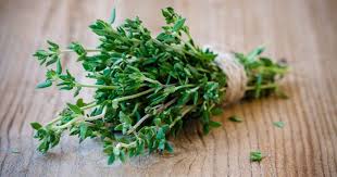 plant de thym