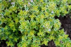 plant de thym citron