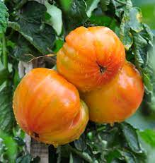 plant de tomate ananas