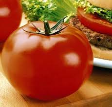 plant de tomate big beef