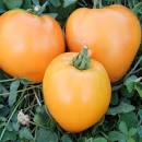 plant de tomate coeur de boeuf orange