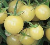 plant de tomate Dr. Carolyn