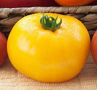 plant de tomate lemon boy