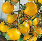 plant de tomate lemon cherry