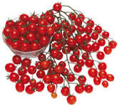 plant de tomate mini rouge candyland