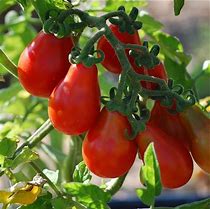 plant de tomate poire rouge