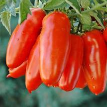 boite de 4 plants de tomate San Marzano