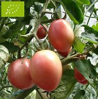 plant de tomate thaie rose