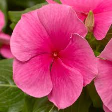vinca cora deep strawberry