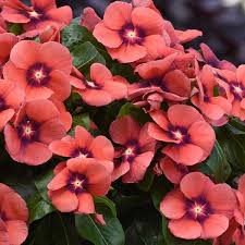 vinca cora tangerine