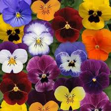 viola sorbet mix