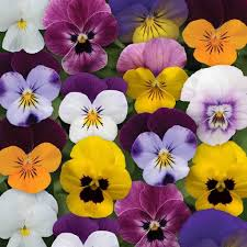 viola jump up mix