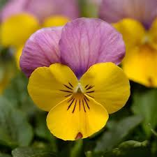 viola sorbet yellow pink jump up