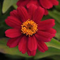 zinnia zahara cherry