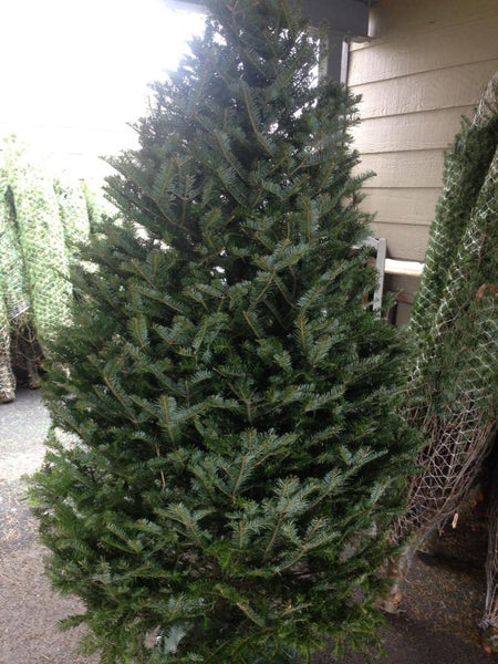 Baumier, fraser, premium et sauvage.... Comment faire votre choix de sapin naturel.