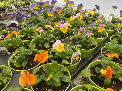 Pensées et Violas - Salon de la petite enfance