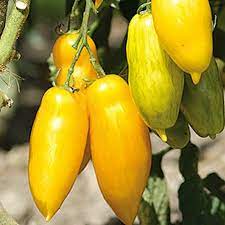 plant de tomate banane jaune