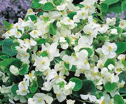bégonia blanc feuillage vert