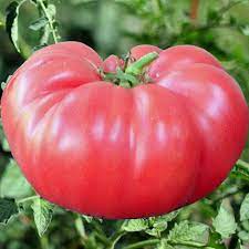 plant de tomate brandywine pink pot 1 gallon