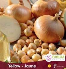 bulbe oignon jaune