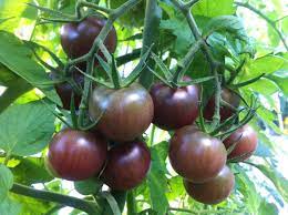 plant de tomate cerise noire