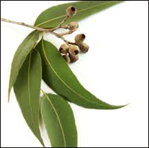 plant eucalyptus citron
