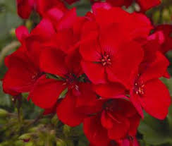 geranium darko red velvet