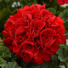 geranium dark red