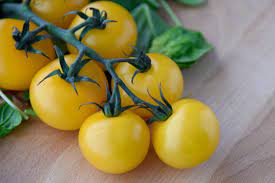 plant de tomate gold nuggets