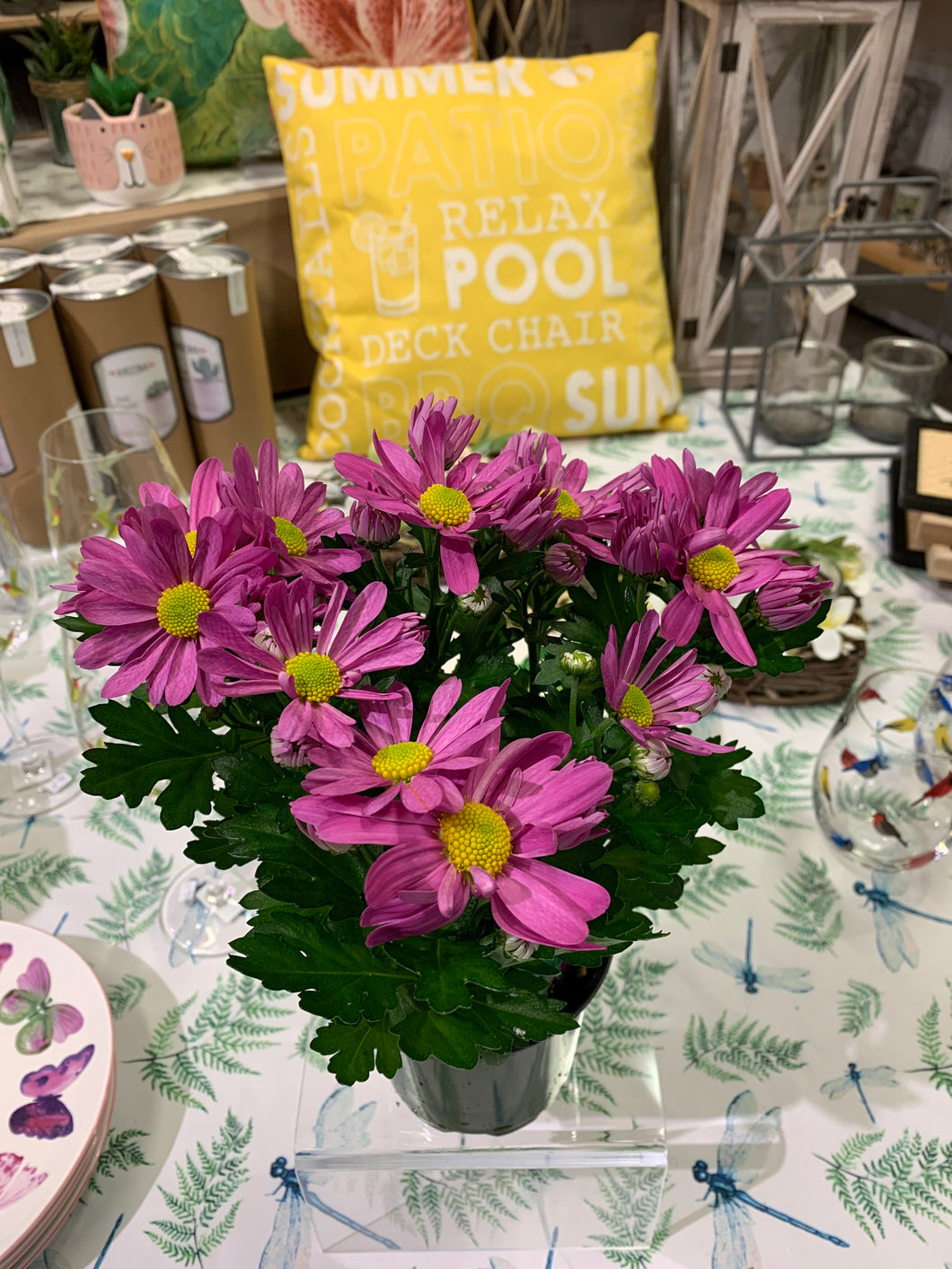 Marguerites pot 4.5 pouces