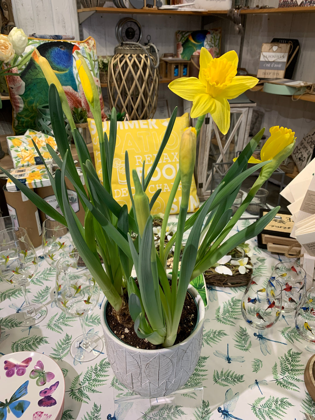 Jonquilles de Pâques