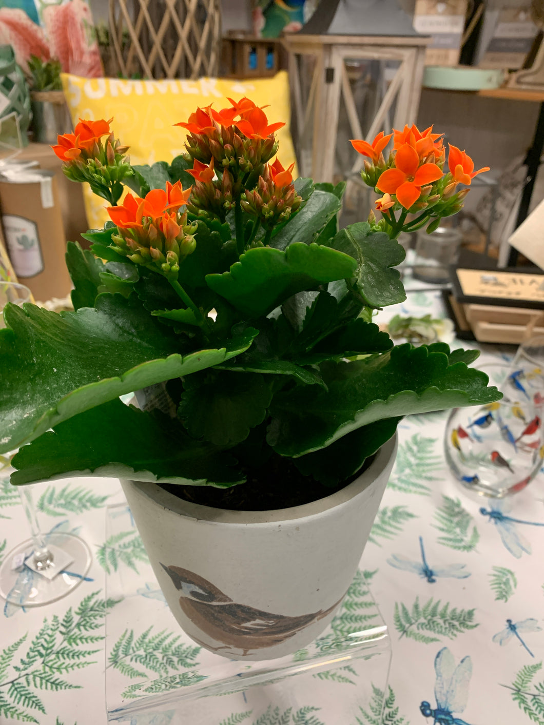 Kalanchoe pot 5 pouces