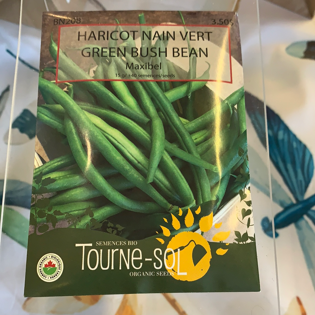 Semences bio haricot nain vert maxibel