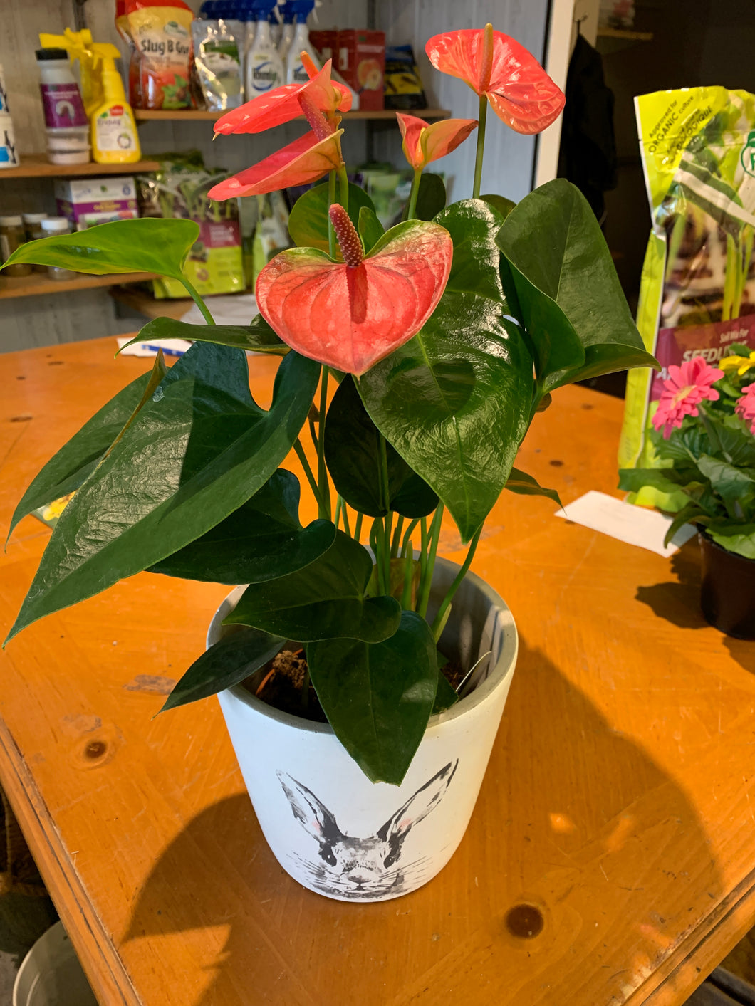 Anthurium pot lapin