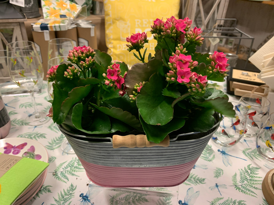 Duo kalanchoe