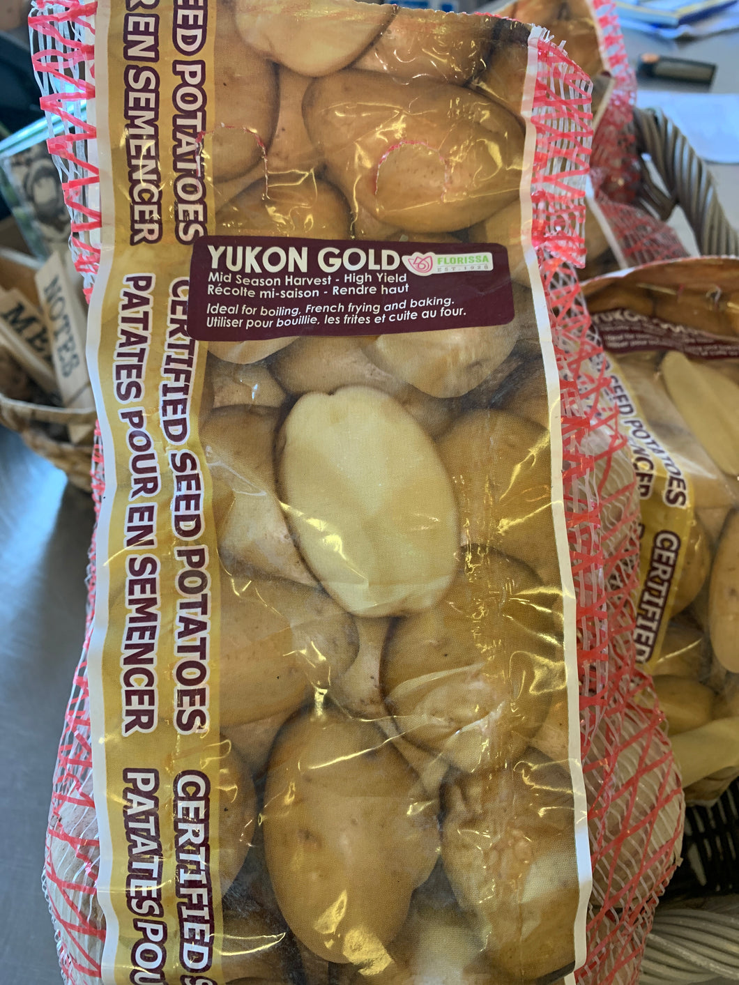 Patate à semer yukon gold