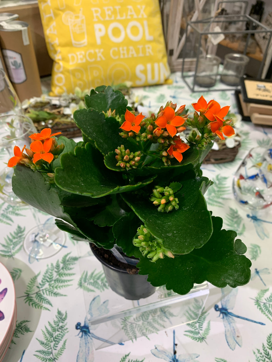 Kalanchoe pot 4 pouces