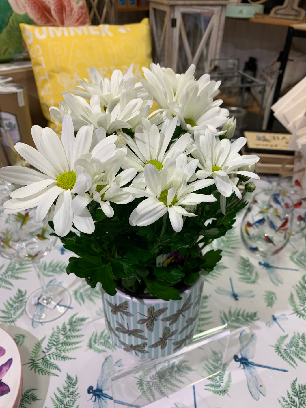 Marguerites pot 5 pouces