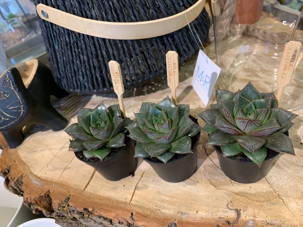 Pot 2.5 pouces