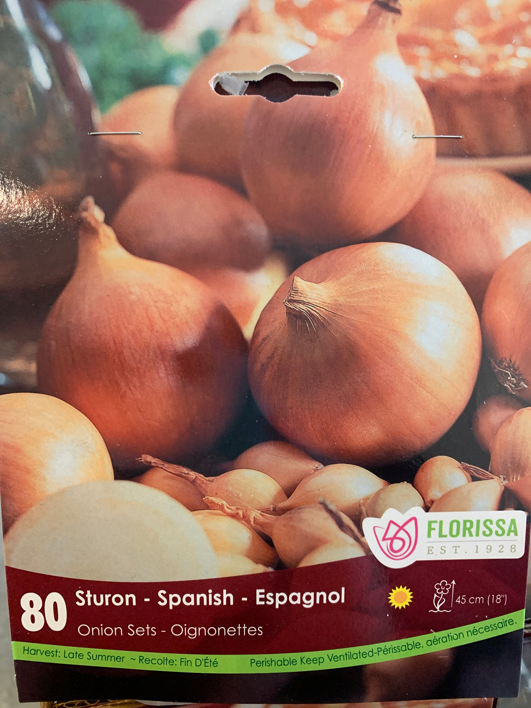 Bulbe oignon espagnol