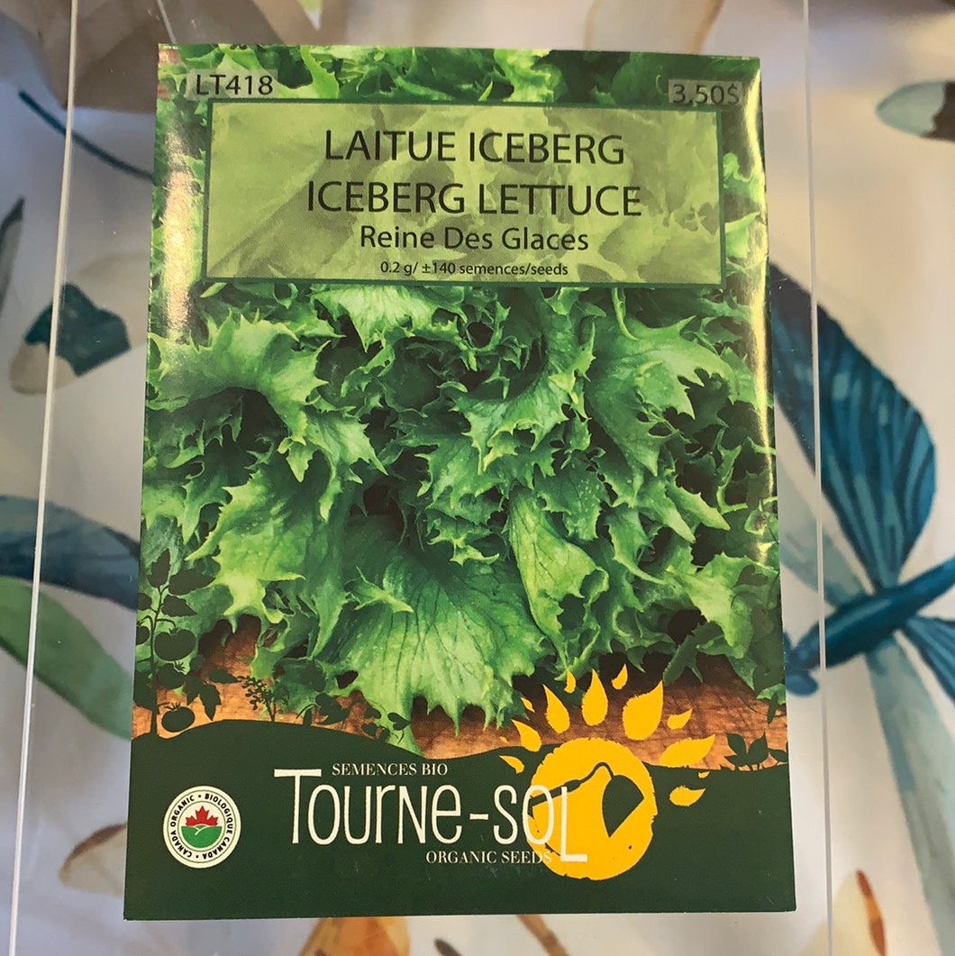 semence bio laitue iceberg