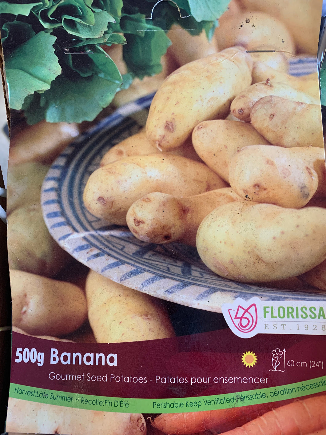 Patate à semer banana