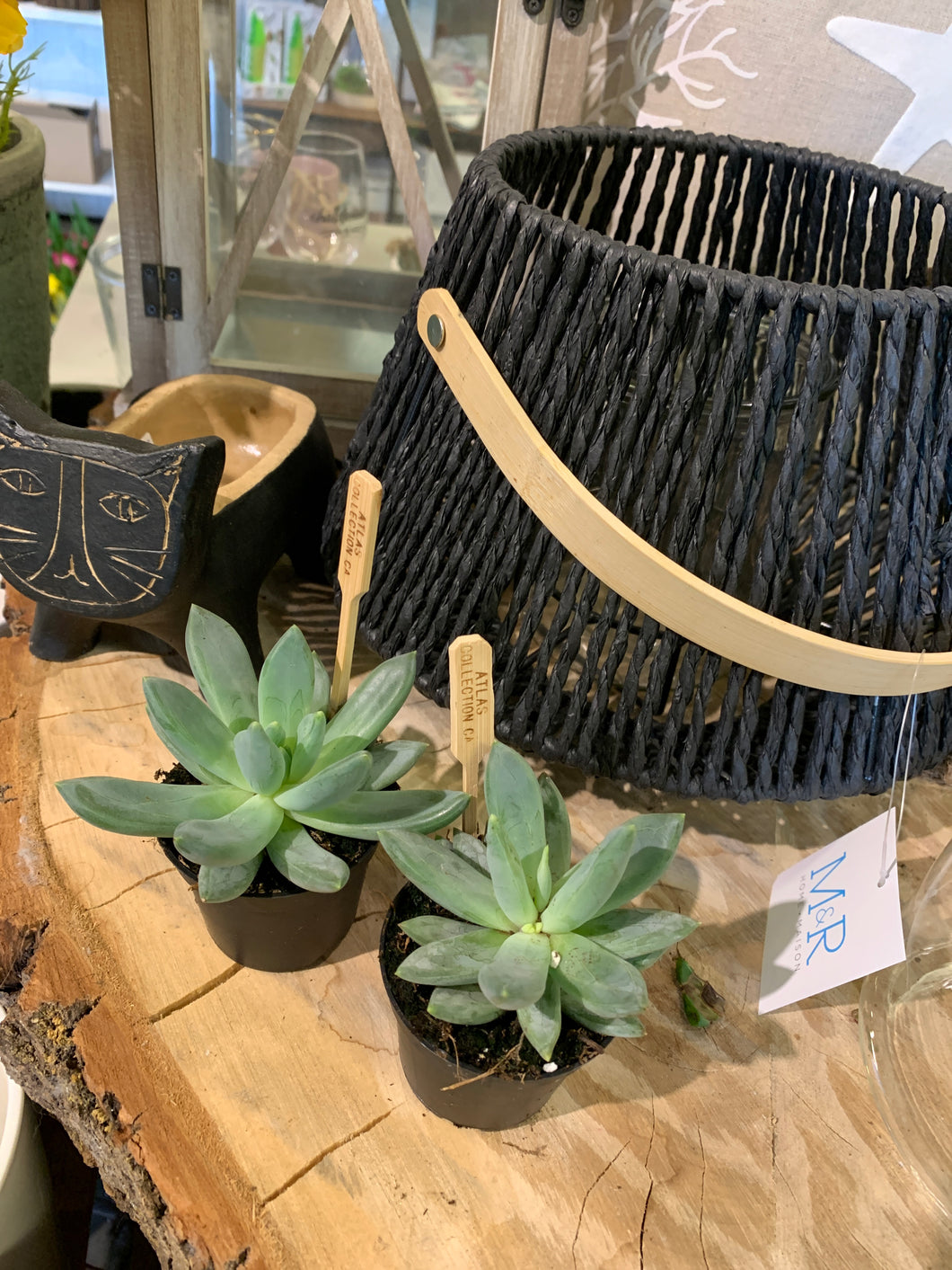 Pot 2.5 pouces