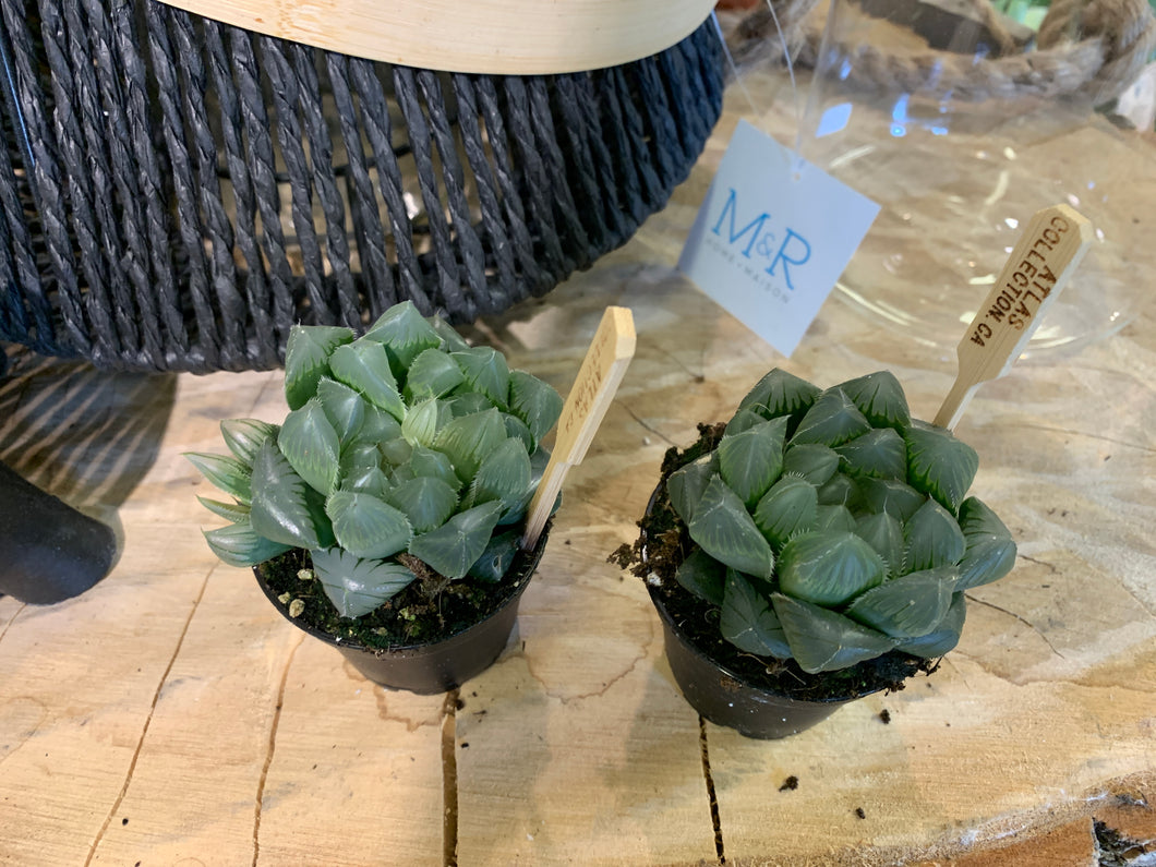 Pot 2.5 pouces