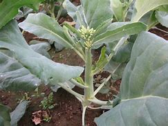 plant de brocoli