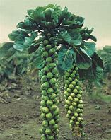 plant de chou de bruxelles
