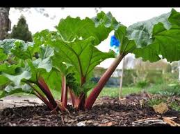 plant de rhubarbe