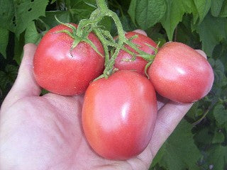 plant de tomate babywine